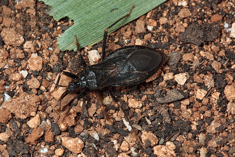 Reduvius personatus - Malta